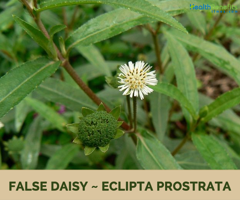 False daisy(Eclipta prostrata (L.) L.)